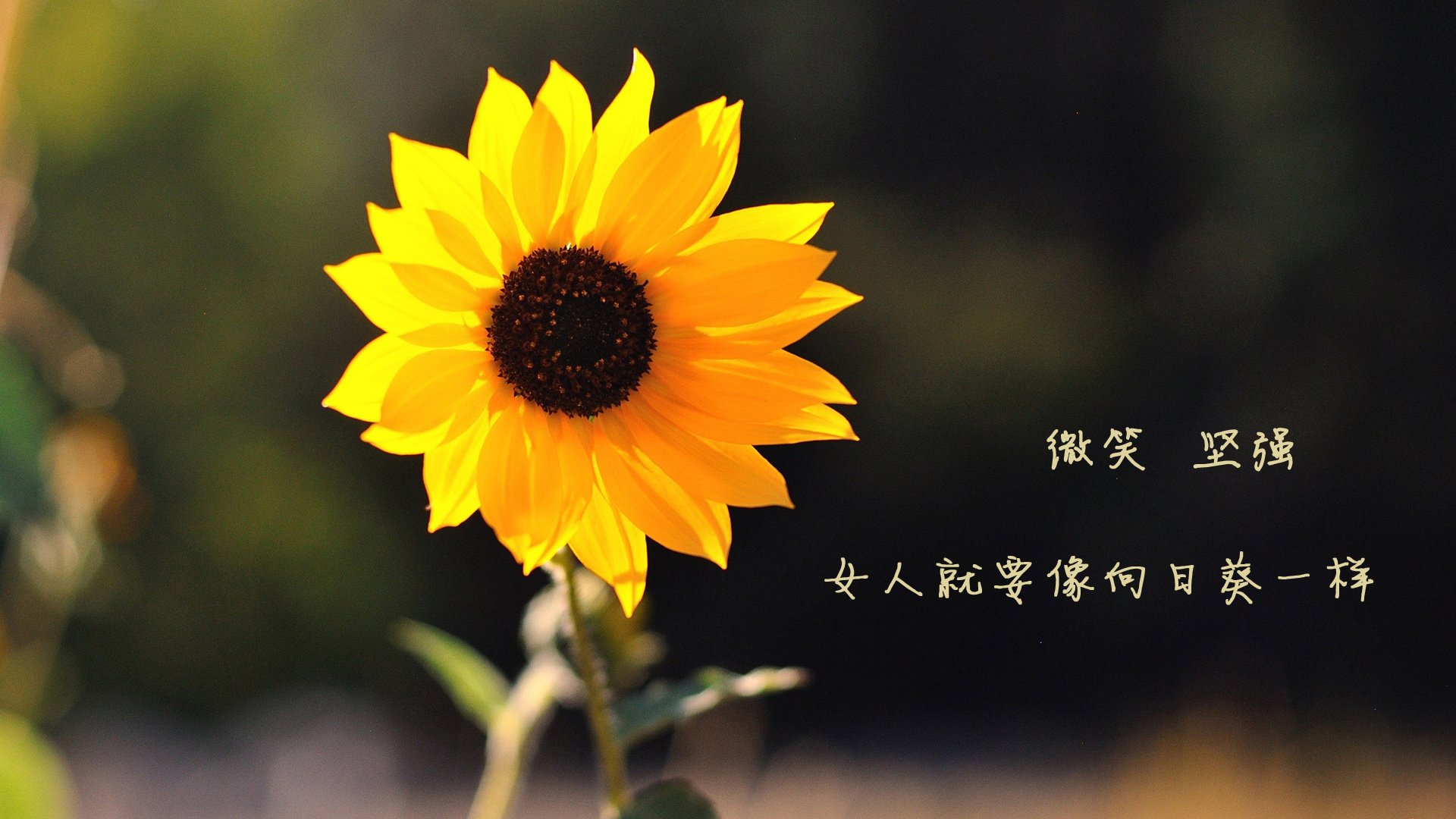 _骑士队新秀崭露头角，球队未来可期_，骑士 新秀