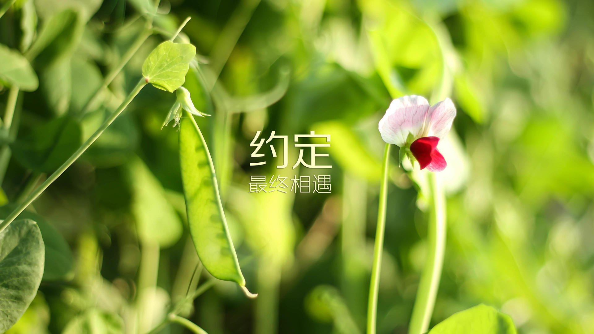 中国足球新技术示范基地在多地建立，助力行业科技升级，中国足球研究